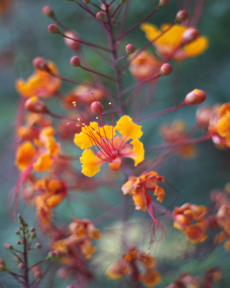 trauma therapy intensives